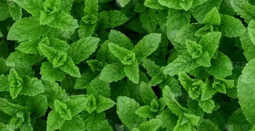 How much peppermint extract is safe?